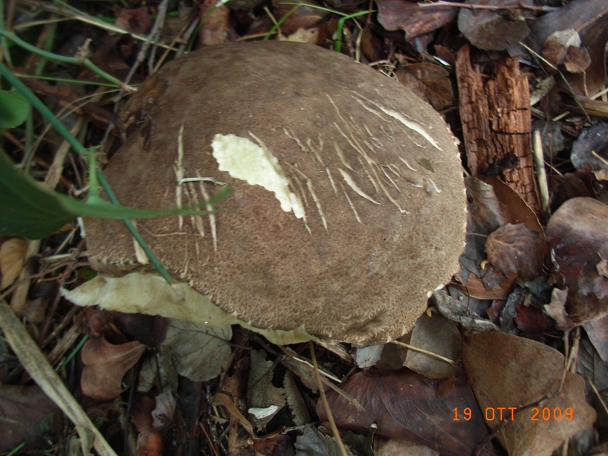 Boletus?